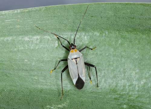 Image of Calocoris nemoralis (Fabricius 1787)