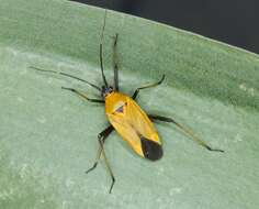 Image of Calocoris nemoralis (Fabricius 1787)