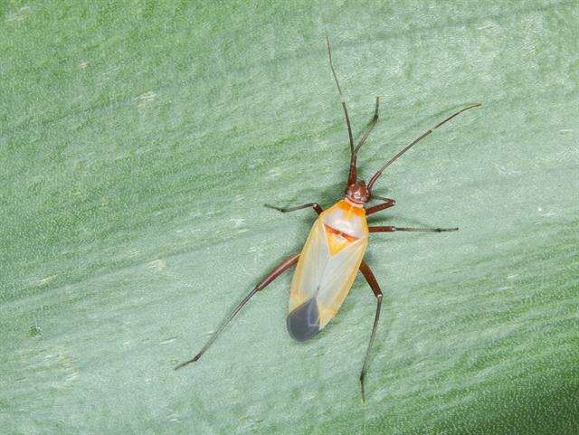 Image of Calocoris nemoralis (Fabricius 1787)