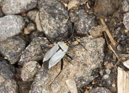 Image of Calocoris nemoralis (Fabricius 1787)