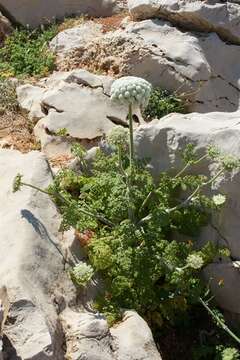 Image of wild carrot