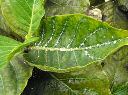 Image of Green scale