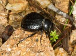 Image of darkling beetles