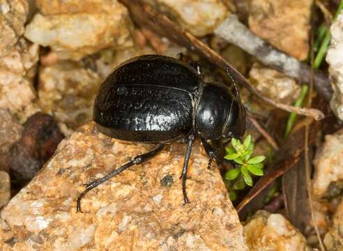 Image of <i>Pimelia payraudi subalpina</i>