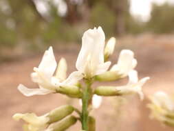 صورة Astragalus schmolliae