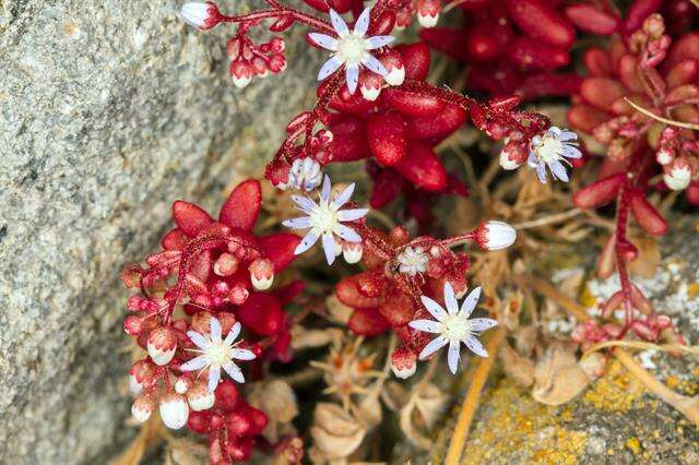 Image of Sedum caeruleum L.