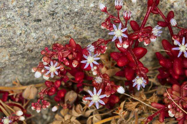 Image of Sedum caeruleum L.