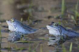 Image of true frogs