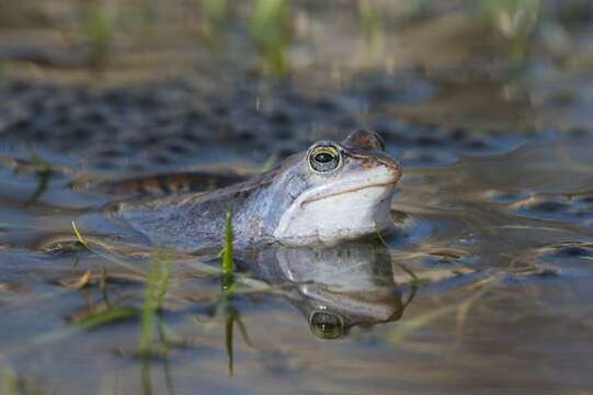 Image of true frogs