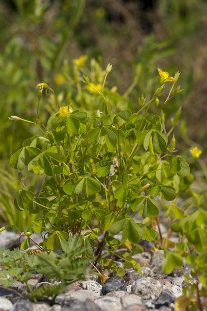 Image of <i>Oxalis stricta</i>