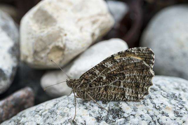 Image of Grayling