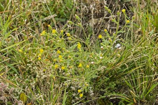 Image of sticky groundsel