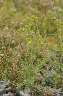 Image of sticky groundsel