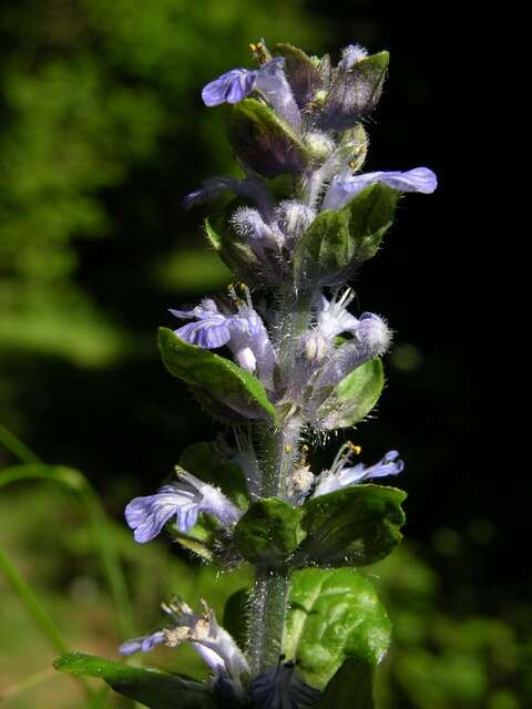 Image of Bugleweed