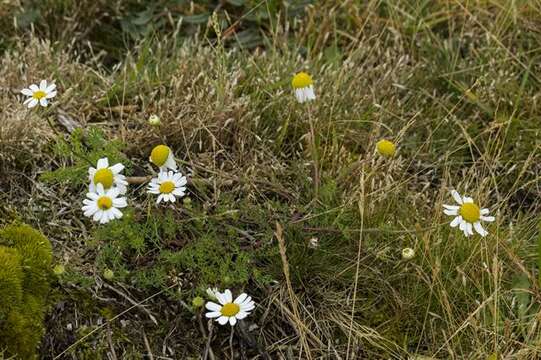 Image of mayweed