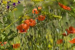 Image of Papaver laevigatum M. Bieb.