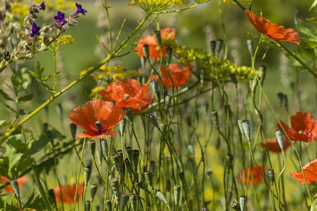 Слика од Papaver laevigatum M. Bieb.