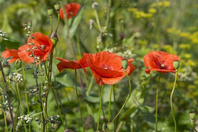 Image of poppy family