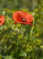 Image of poppy family