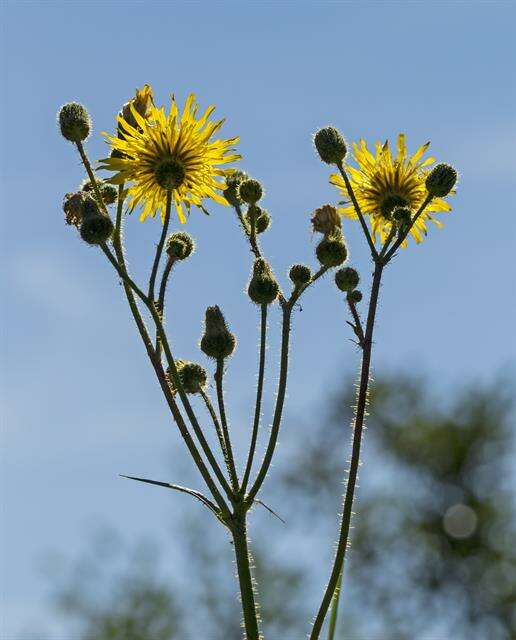 Plancia ëd Sonchus