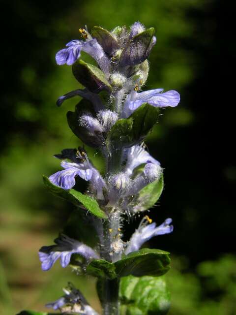 Image of Bugleweed