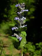 Image of Bugleweed