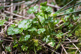 Imagem de Ranunculus biternatus Sm.