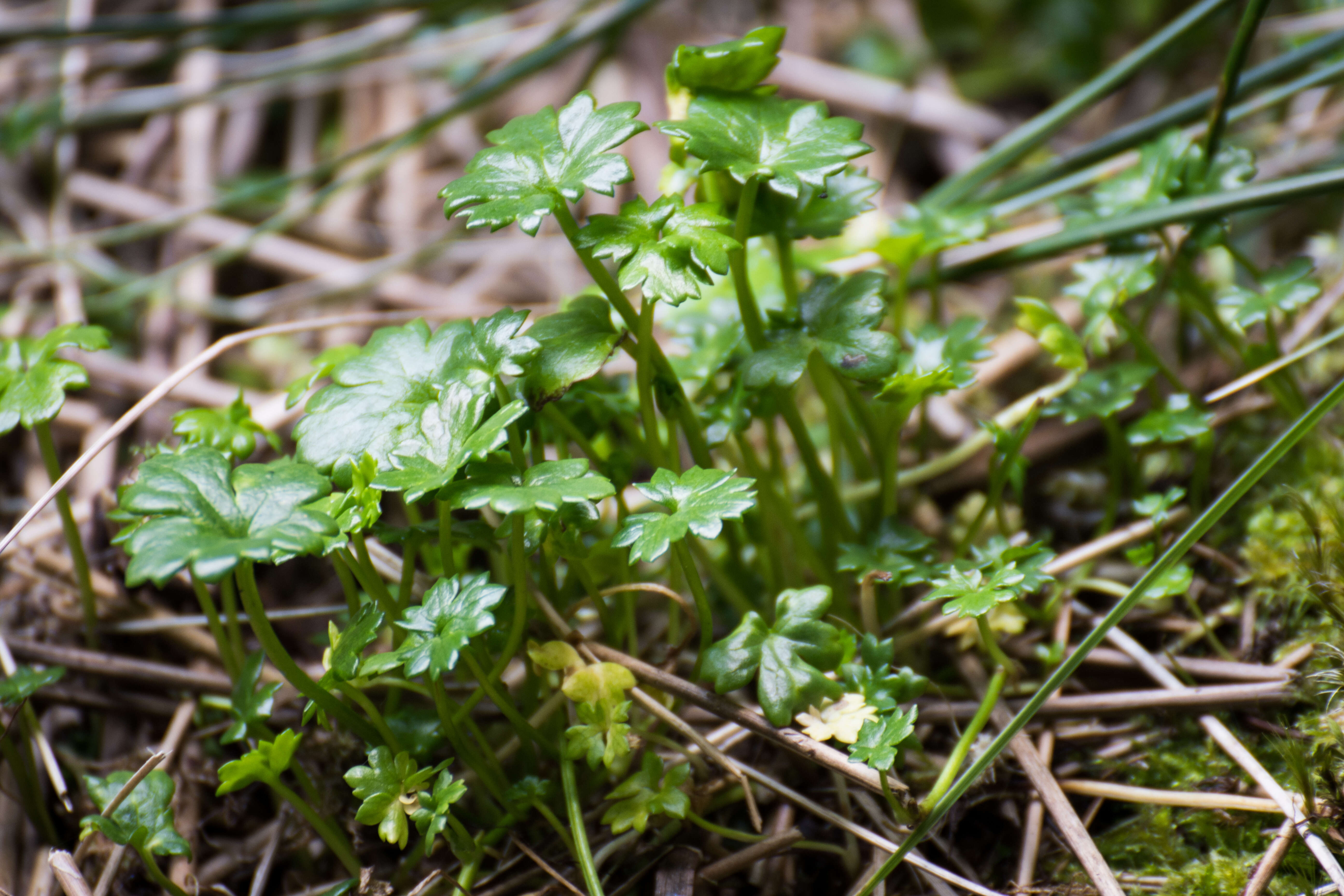 Imagem de Ranunculus biternatus Sm.