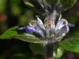 Image of Bugleweed