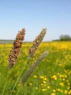 Image of Foxtail Grass