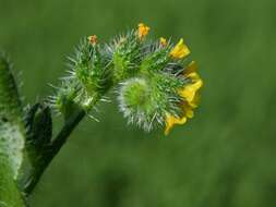 Image of fiddleneck