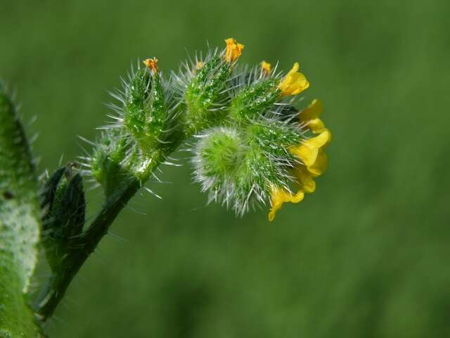 Image of fiddleneck