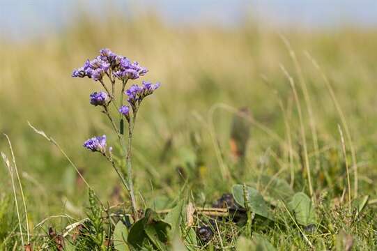 Image of Marsh Rosemary