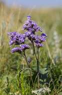 Image of Marsh Rosemary