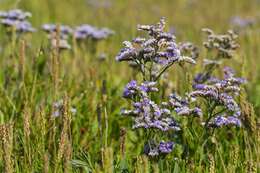 Image of Marsh Rosemary