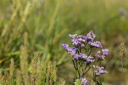 Image of Marsh Rosemary