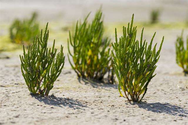 Image of Glasswort