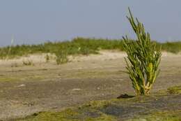 Image of Glasswort