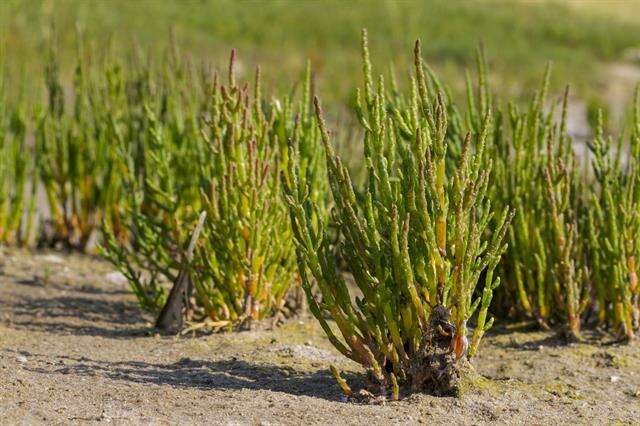 Image of Glasswort