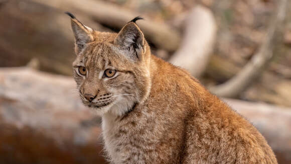 Image of Lynx lynx carpathicus