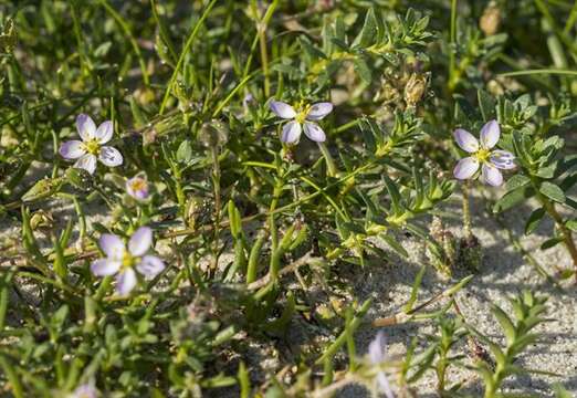 Image de Spergularia