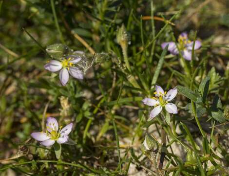 Image de Spergularia