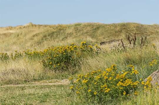 Image of tansy