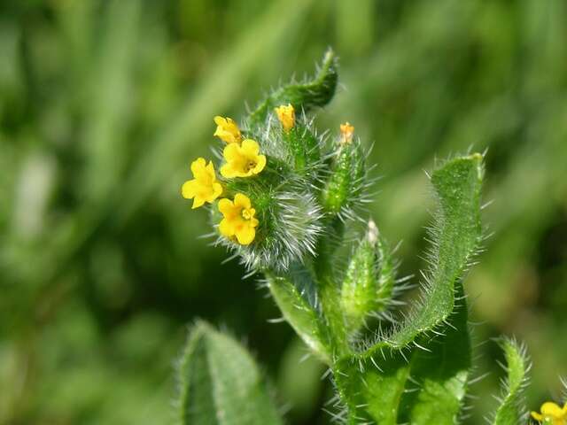 Image of fiddleneck