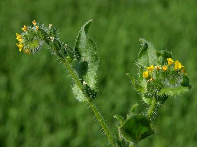 Image of fiddleneck