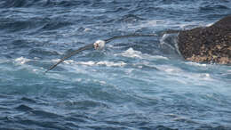 Image de Albatros de Carter