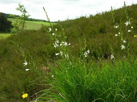 Image of Anthericum