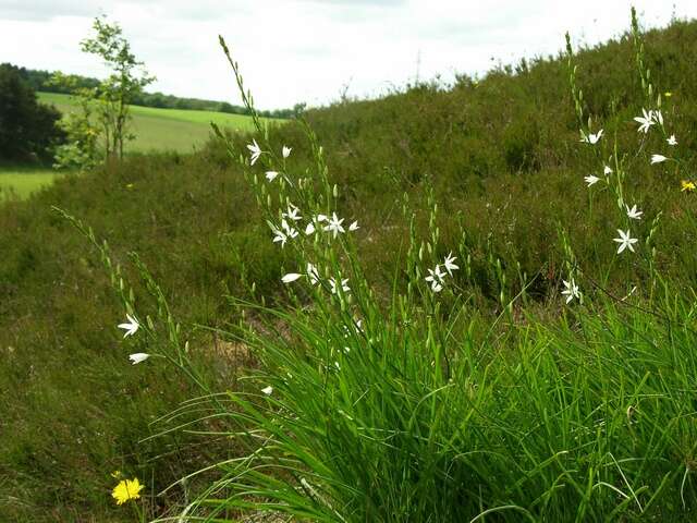 Image of Anthericum