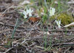 Image of Narcissus cernuus