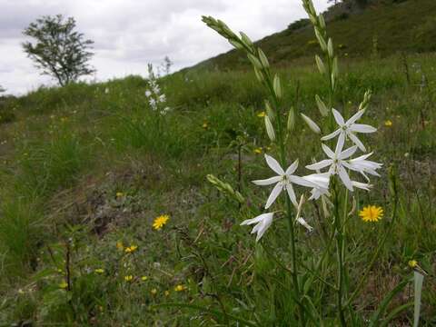 Plancia ëd Anthericum